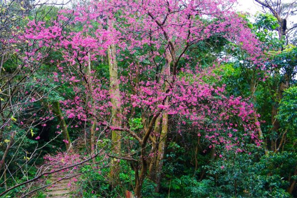 中和步道越嶺土城太極嶺 ~ 櫻花一路相迎 !527945