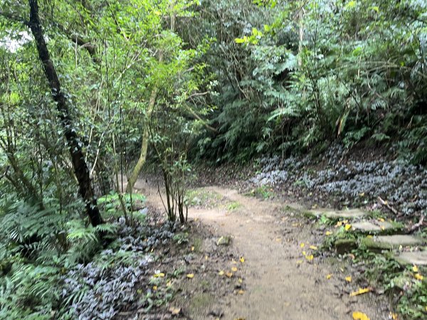 [微笑山線_第一段] 2025_0720 大棟山系_青龍嶺2843477