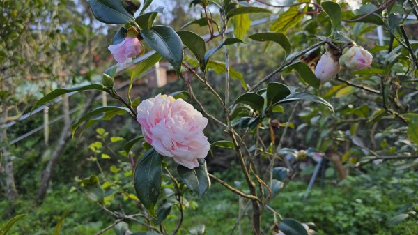 2025貓空樟樹步道花海搶先看，展期：1月18-2月9日，喜歡小冒險可以挑戰攀爬路線猴山岳。2691453