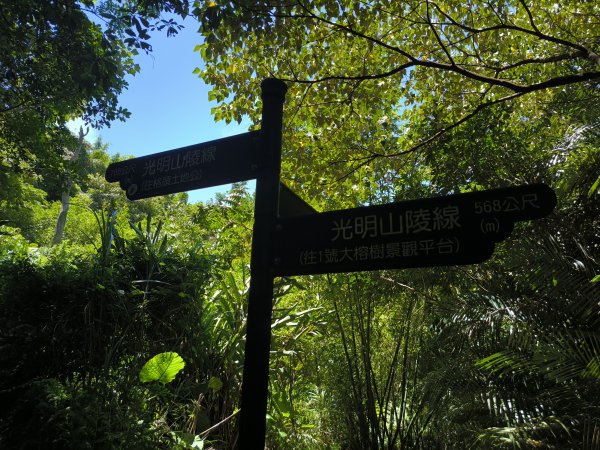 20250815微笑山線大棟山系百年大榕樹段2859913