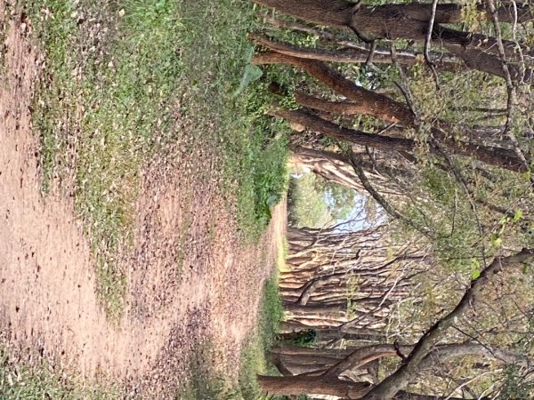 苗栗頭份-老崎古道2628348