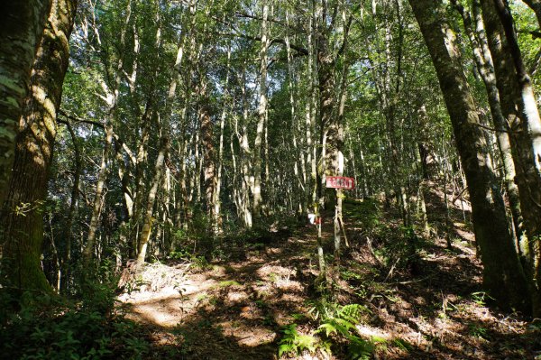 新竹 尖石 屯野生台山、石麻達山、錦屏山2904263