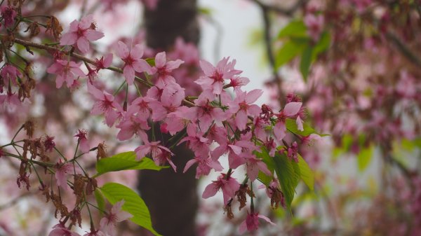 《南投》忘憂森林｜嶺頭山及金柑樹山O繞(留龍頭起登)202303182076929