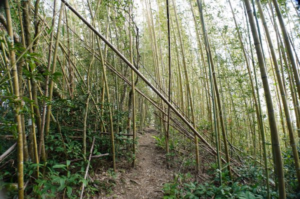 桃園 復興 牌子山、金平山2952205