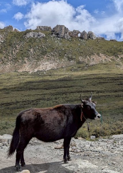 西藏♥️可愛動物🐎人物寫真/拉薩旅拍/美食2902964