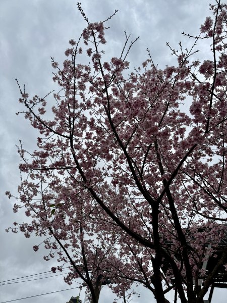 指南宮賞櫻2708113