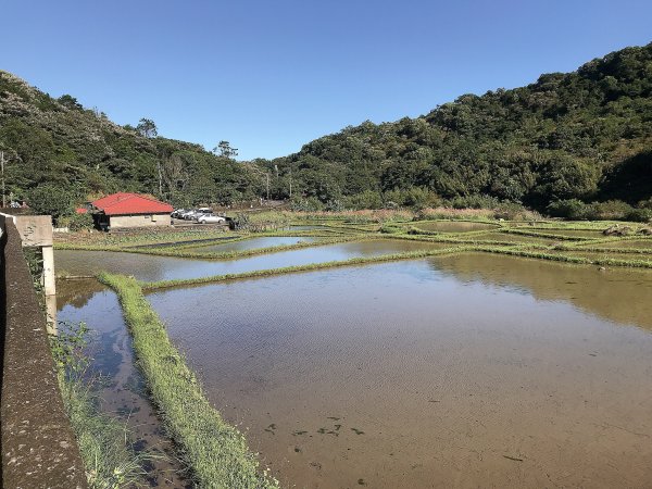 ~  賞秋芒  --  草嶺古道  ~1523254