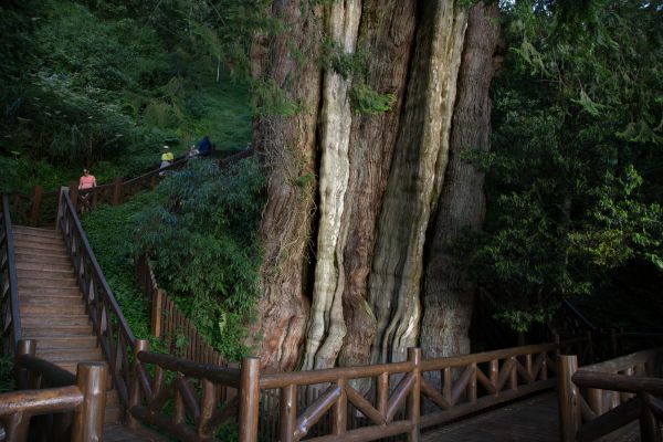 特富野古道、鹿林神木、塔塔加雲海154472