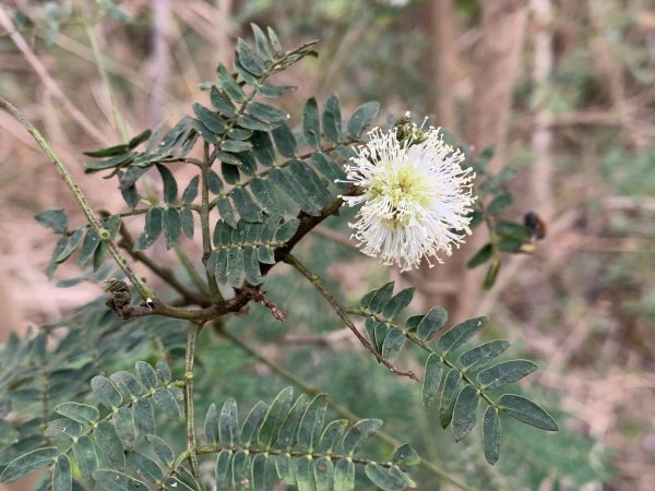 20250405屏東頂楓港山-上楓港山2757491