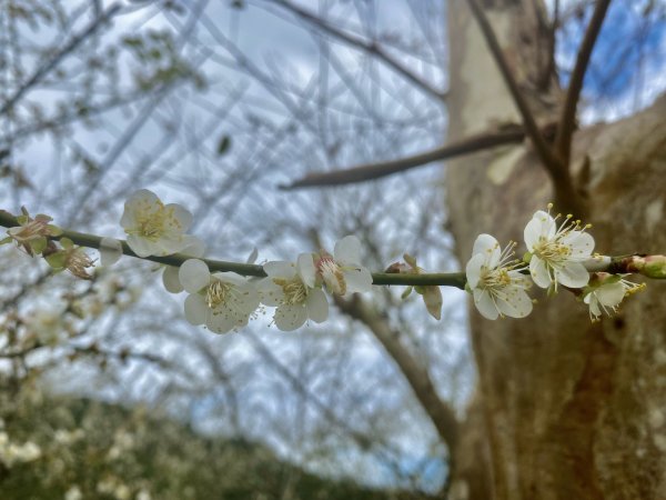 蜊埤湖、芃芃溫泉、天狗溪噴泉逍遙遊   2021/12/281570085