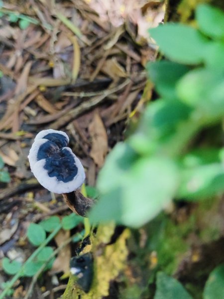 觀音山小鷹尖2818053