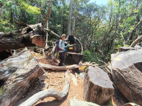 1130511夫拉縱走2500161