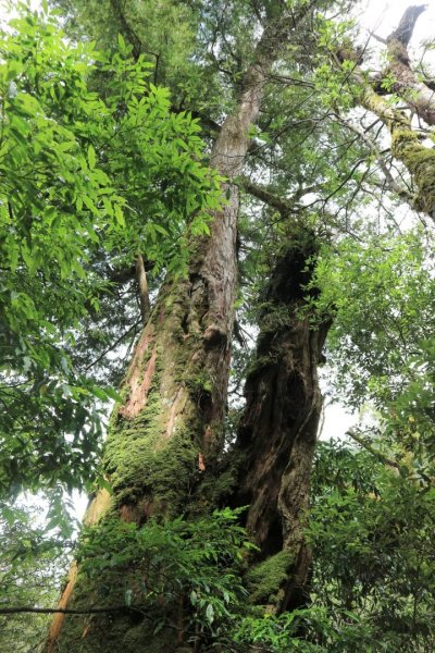 〔桃園復興〕拉拉山巨木，史詩級魔幻森林，75公頃紅檜 扁柏森林浴2237066