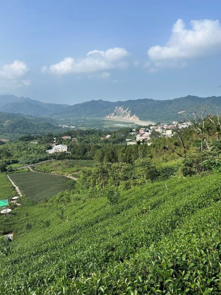 ［竹山］山坪頂茶山七星步道2909689