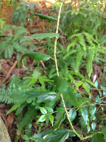 渭水之丘 烘爐地山 抹茶山 三角崙山2938714