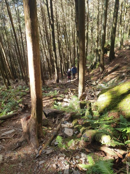 大雪山200林道北三錐山1579155