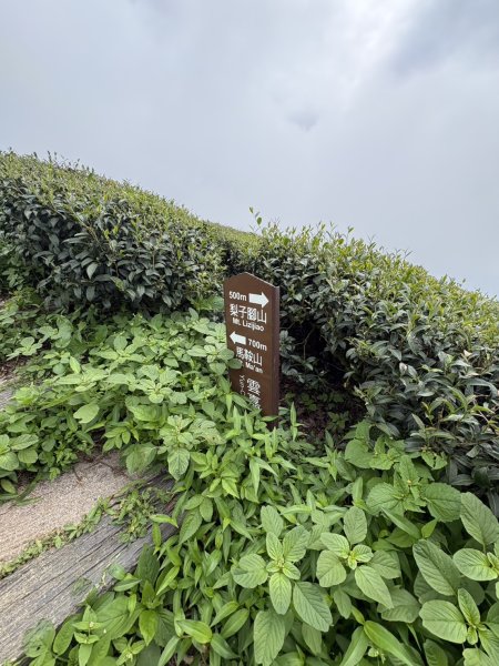20251024雲嘉五連峰+碧湖山2924282