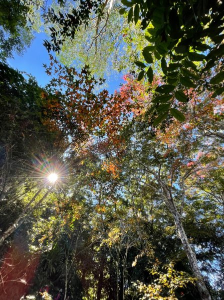 馬那邦山賞楓趣1549548