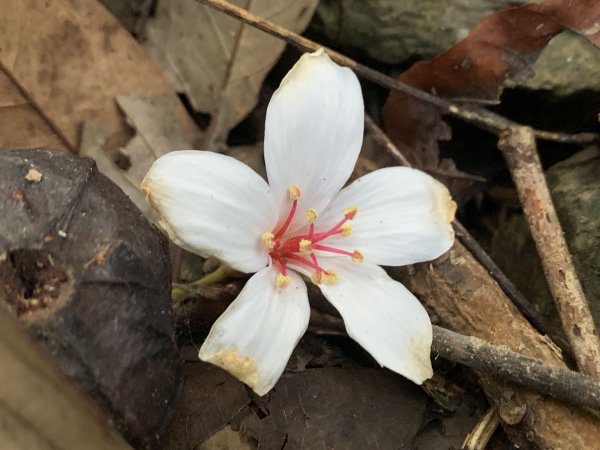 20251010高雄尾寮山-西北峰2913644