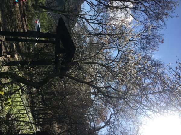 梅花撲鼻香2686612