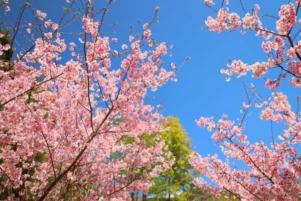 拉拉山的櫻花286578