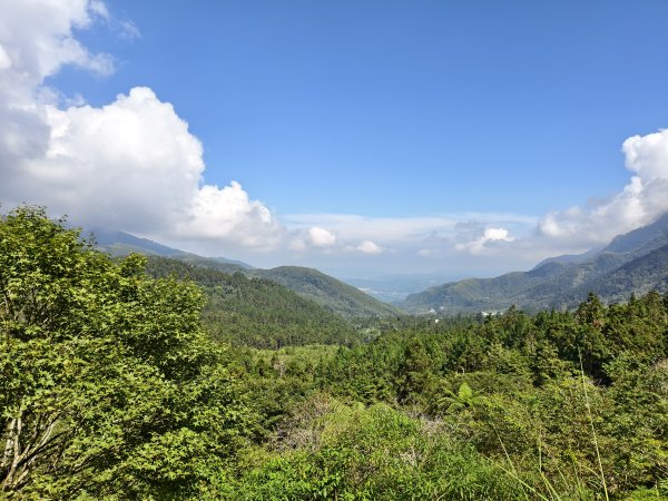 [百山百鳥尋旅-05/15] 2025_0830 溪頭賞鳥步道_銀杏步道2875495