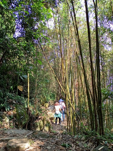 【苗栗-臺灣百大必訪步道】泰雅族抗日的馬那邦山登山步道1347679