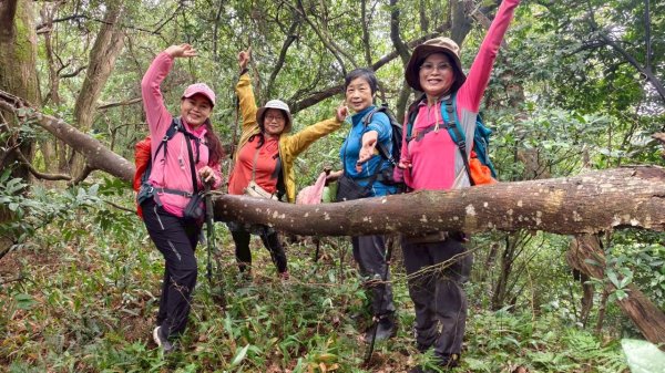 關西大東坑山/草長難過  順訪東安古橋2930499