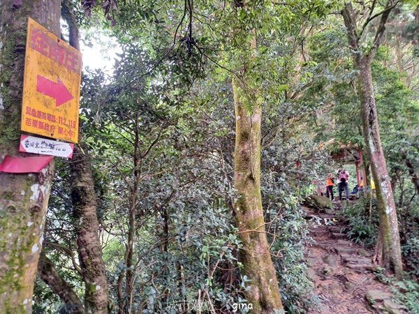 【苗栗獅潭】登頂前的陡坡攀爬很有感。 仙山登山步道2658455