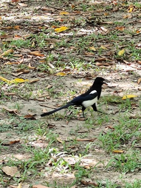 前港公園、大安森林公園、大港墘公園【走路趣尋寶】【臺北健走趣】2591725