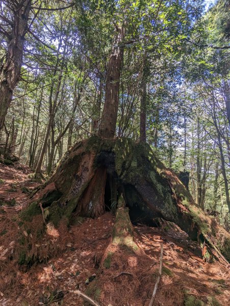 廢棄的伐木時期聚落「巒安堂」。陡下膝軟的「西巒大山」2137050