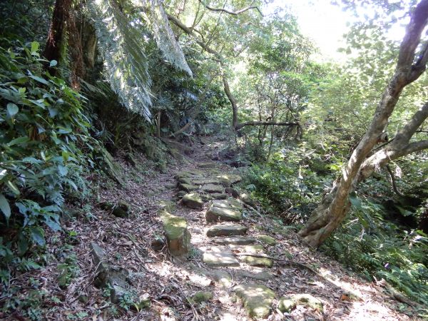 五指山古道+新山夢湖步道O型381695