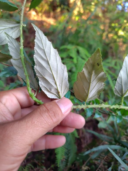 渭水之丘 烘爐地山 抹茶山 三角崙山2938717