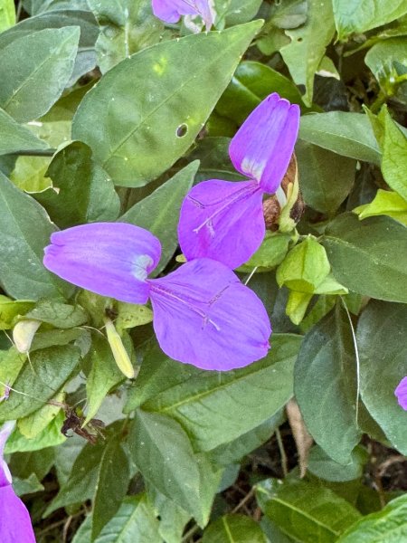 楓港紫竹林龍峰寺起登 里龍山(小百岳#80)來回2964453