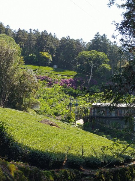 2022-04-09 迷糊步道_福山古道O型1668183