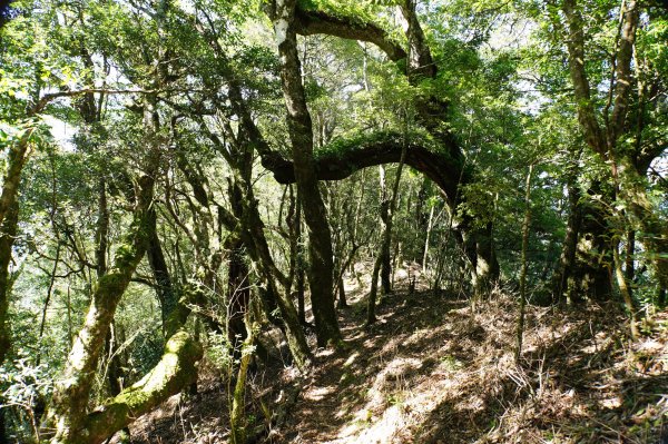 新竹 尖石 屯野生台山、石麻達山、錦屏山2904287
