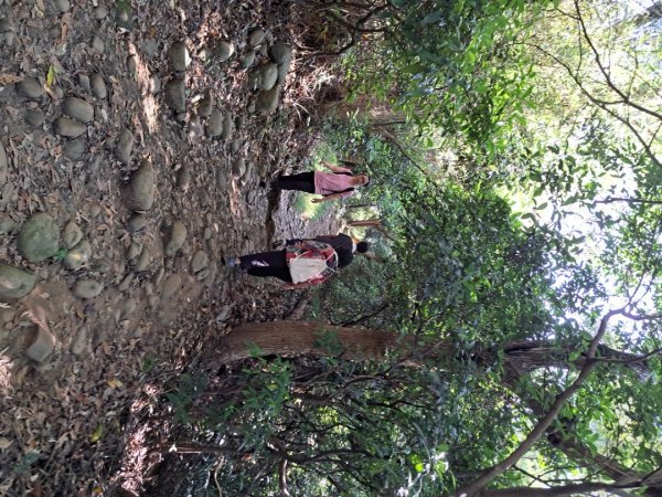 桃園羊稠森林，虎頭山，福山巖，石門山步道3128074