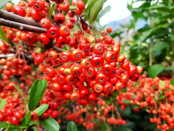 深秋。楓紅1190494