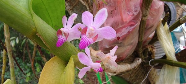 2025/12/21_口山古道O型2968553