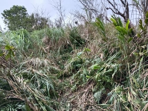 頭城鎮外大溪山+七兄弟山+窖寮山O型3016017