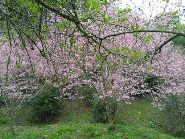 2023-02-26 登嘉南雲峰巧遇草嶺櫻花季2043949