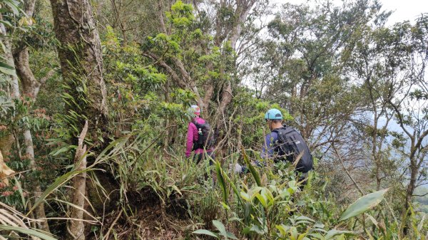 笠頂山單攻西大武山(西北峰) 九星連珠搏命演出歷險記 2025年3月20日2739014