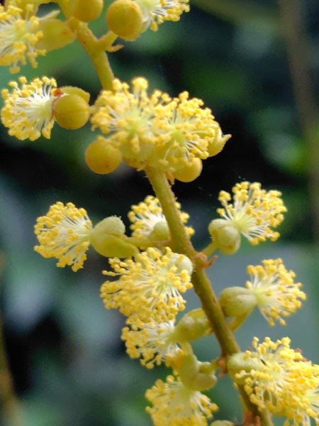 龍過脈森林步道2783808