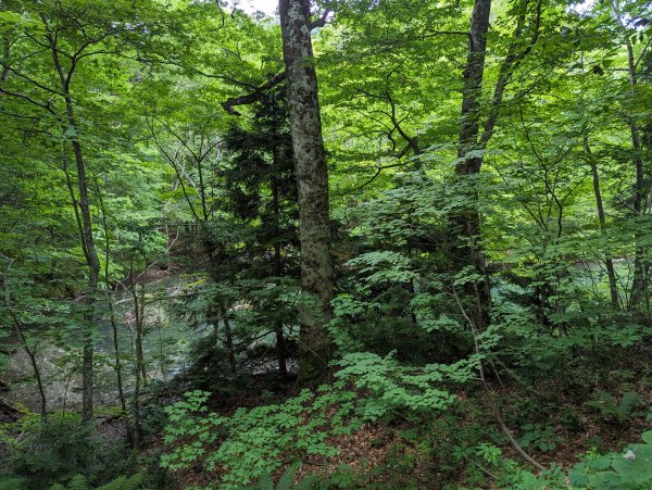 2023-06-14 十二湖（日本）2793195