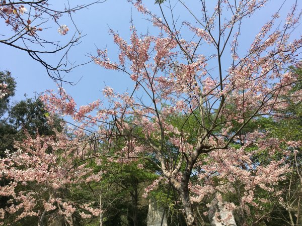 三月櫻花。花旗木＠神威天台山549804