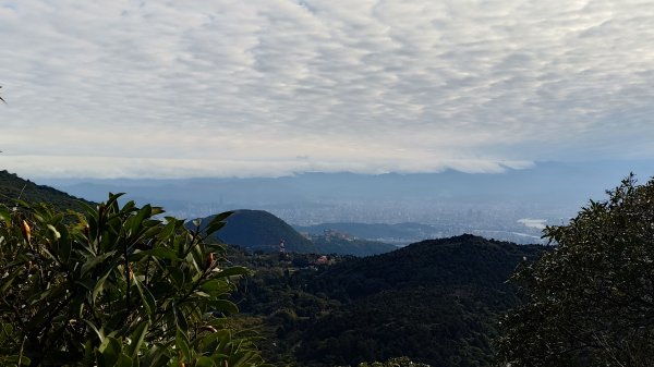 20260125 陽明山前後山健行(無極天元宮~山仔頂步道.向天池.向天山.面天山.二子坪)2998074