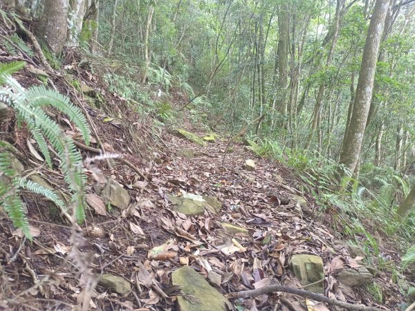 20230902台中和平隘勇求安線白毛山東北峰、白毛山、白毛山西南峰、臭頭山、白毛山北峰、沙蓮山西南2269953