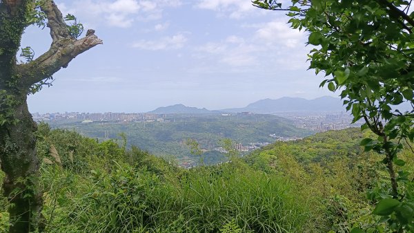 (姨婆趴趴走)第五十集:新北樹林大同山、青龍嶺、大棟山諸峰連走2751627
