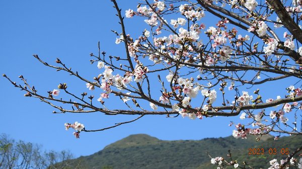 雲山水花鳥蝶 - 天龍國阿伯的日常 3/52053155