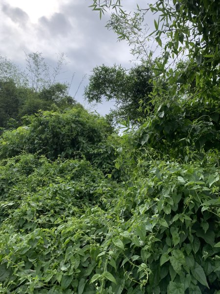 20251024台南東西崙山2925630